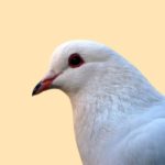 Interview With The Remembrance Day Pigeons: “Tell Buhari We Have Just Started”