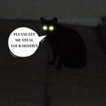 What To Do When You See A Black Cat At Night
