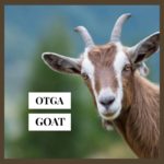 QUIZ: Can You Unscramble These Animals In 1 Minute?