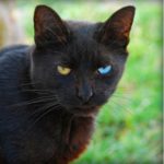 8 Innocent Animals That Nigerians Have Demonised