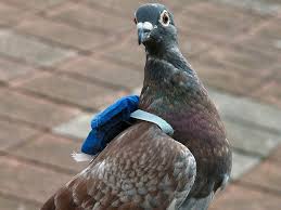 A Messenger pigeon with his backpack | Homing pigeons, Pigeon, Pigeon bird