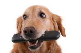 This Might Be Why Dogs Love Chewing on Remotes