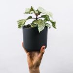 The Zikoko Guide To Being A Good Plant Owner
