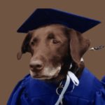 8 Reasons Why Nigerian Dogs Should Pay Tax