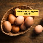 QUIZ: 11 General Knowledge Questions To Separate The Efikos From Everybody