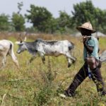 Who Let The Cows Out: What The Anti-Open Grazing Laws Mean