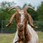 QUIZ: What Animal Best Describes Your Ex?