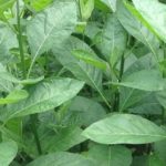 7 Amazing Benefits Of Bitter leaf You Should Know About