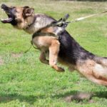 6 Nigerians Talk About Being Chased By Animals And Why They Hate Them