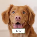 QUIZ: Can You Guess The Animals With Their Vowels Missing In 2 Minutes?