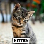 QUIZ: Only Efikos Can Correctly Name 10/15 Baby Animals