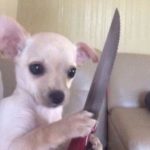 13 Ways to Know When Your Pet Has Become Possessed