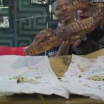 7 Alternative Animals You can Kill this Christmas