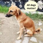 How to Train Your Local Nigerian Dog