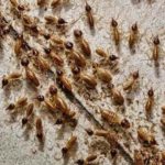 There’s a Place for Animals in the Nigerian Public Service