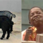 Know These 7 Things Before Buying Ram for Sallah in Nigeria