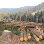 More Structures Are Springing Up in Nigerian Universities at the Cost of the Environment