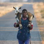 Dear Future Burning Ram Raffle Winner, This Is How To Carry the Prized Ram Home