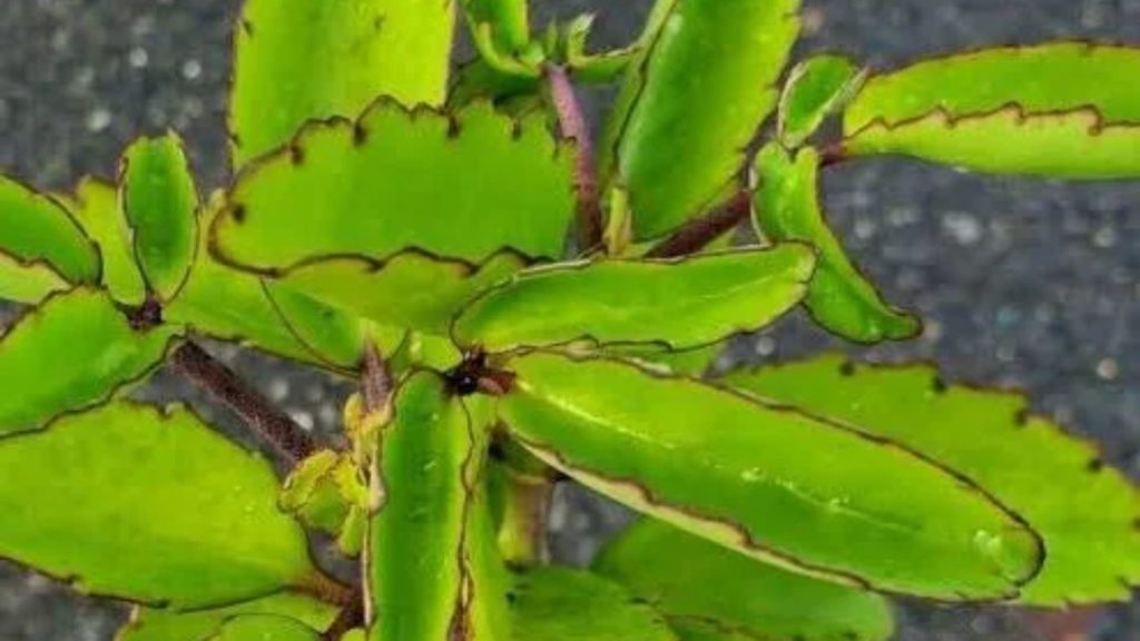 Miracle leaf growing