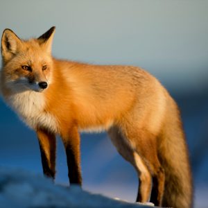 Fox
