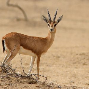 Gazelle
